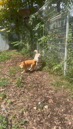 ドッグランのわんこ達の記事動画