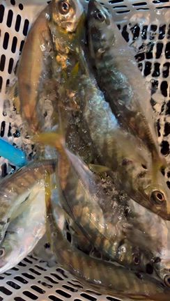 11/2 半夜便の記事動画