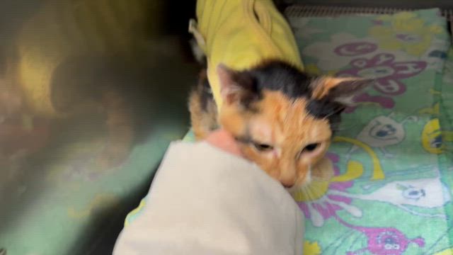 昨年の引き取り続き　フヨウちゃんの手術の記事動画