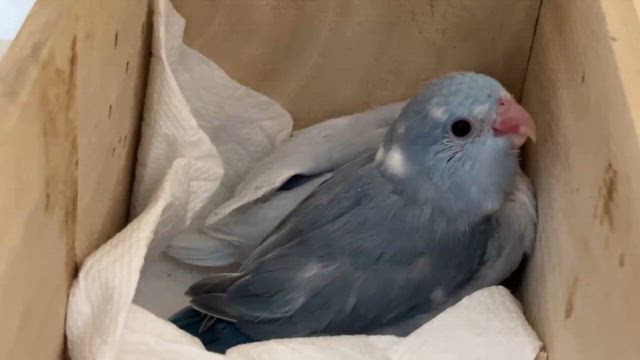 ※6/24追記あり【代理募集-⑨】マメルリハのヒナちゃんご家族募集中！の記事動画