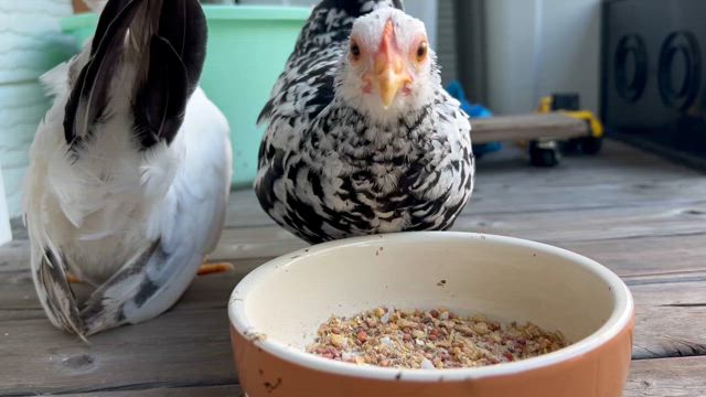 シロコが再び行方不明になったの記事動画