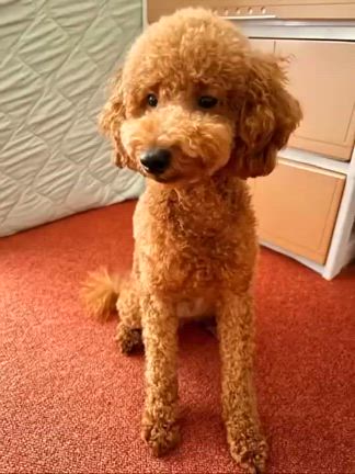 朝んぽの記事動画