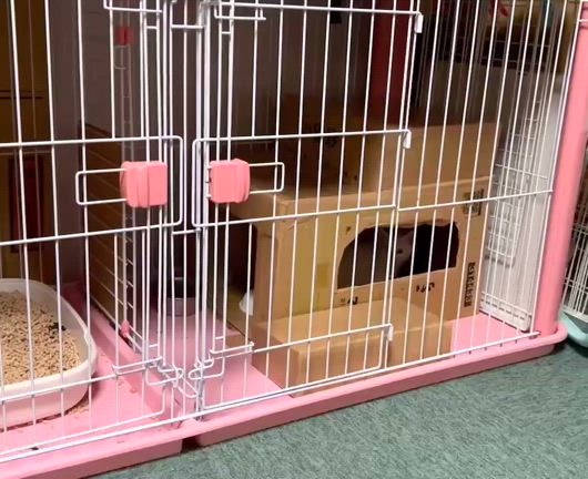 譲渡会前日の続きの続き・・・の記事動画