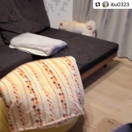 『罪悪感』フレンチブルドッグ専門店B&BFRENCHの記事動画