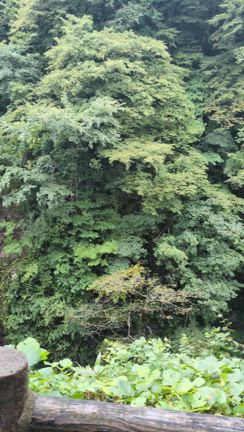 第４回　南同窓会 in 仙台　最終日の記事動画