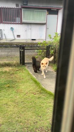 介護かストーキングか・・・笑の記事動画