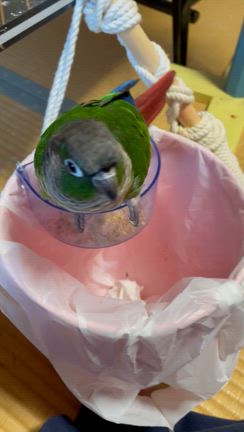 今日は焼肉！の記事動画