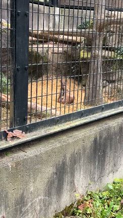 ZOOMOの記事動画