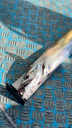 2025.11.29［長潮］タチウオ便の記事動画