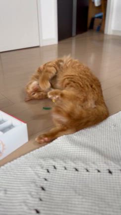 うにょうにょの記事動画