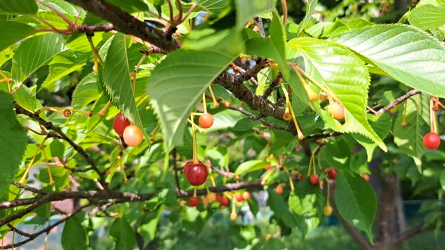 わさわさの記事動画