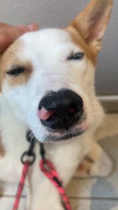 急遽譲渡会参加！ミトくん✨の記事動画