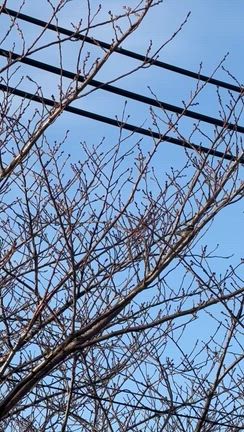 夫シンデレラレッスン　アイロンがけの記事動画