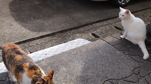 正解と不正解の記事動画