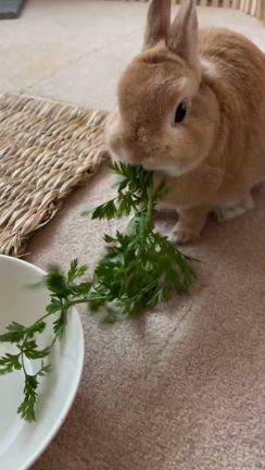 ご帰宅から丸1年！モカちゃん元気便りの記事動画