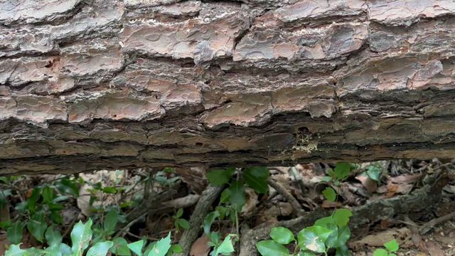 森を育てるの記事動画