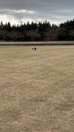 犬との思い出の記事動画