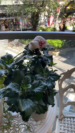 植物の上動画牛の記事動画