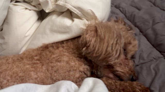 深まるおっさん疑惑と、再発した俺の悪いクセ。の記事動画