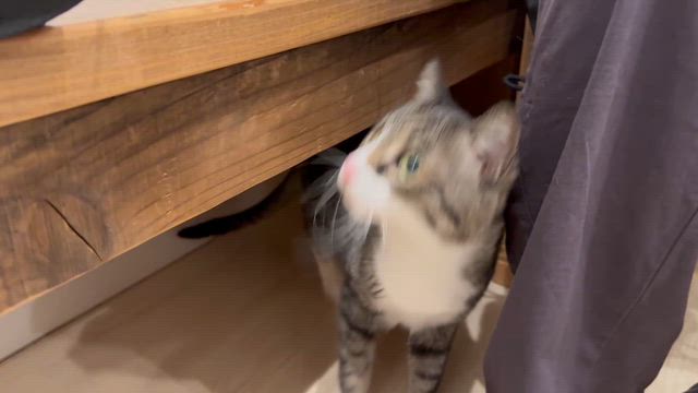 ミミとユメの記事動画