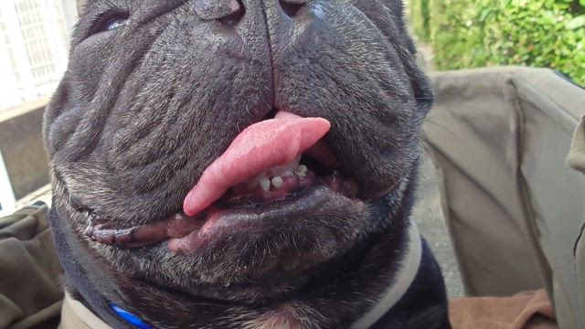 小ネタです、たぴ丸の前歯、ハンターカブの燃費、フィッシング詐欺の記事動画