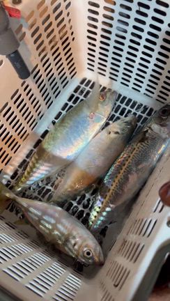 4/19 半夜便の記事動画