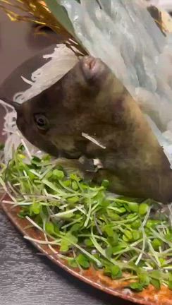 マラソン駅伝大会♪ & 忘年会 & 次女試合の記事動画