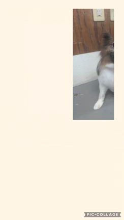 ☆*ﾟ ゜ﾟ*☆さくらちゃん☆*ﾟ ゜ﾟ*☆の記事動画