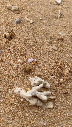 4月後半カフェ予定と石垣島の1日目の記事動画