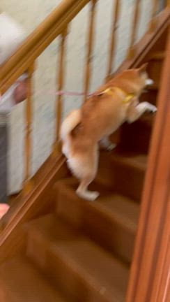 梅雨前のわんこちゃん達(^^)の記事動画