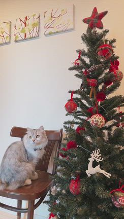 今年もクリスマスツリーをの記事動画