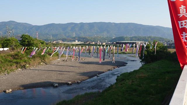 こいのぼりの丹生川渡しの記事動画