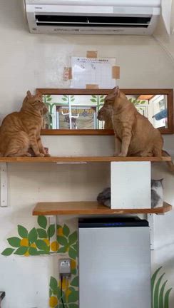 ご支援のお礼とトラ君バトルの記事動画