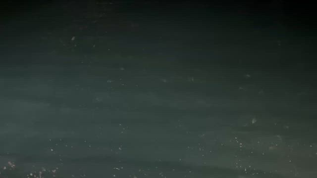 今日もイワシの探索！の記事動画