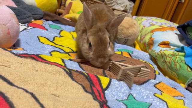 ラビファンから帰ったよの記事動画