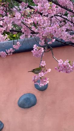 【河津桜】 ミニーの家は満開の記事動画
