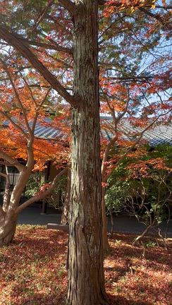 これで最終、西国三十三所巡り「番外札所」の記事動画