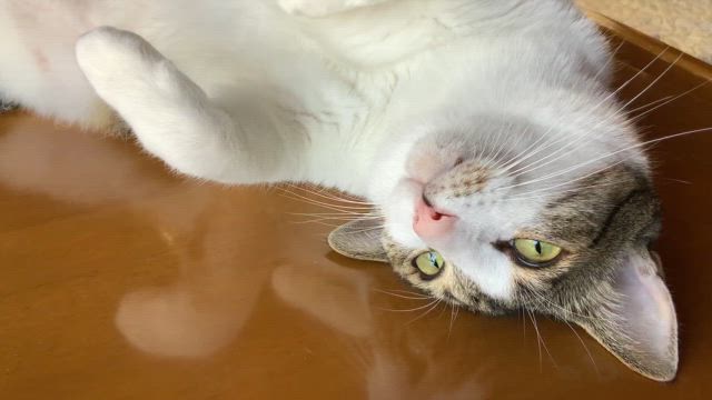 あいらぶみたらし！の記事動画