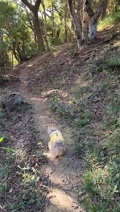 クマが出たらしい ヾ(ﾟдﾟ;)の記事動画