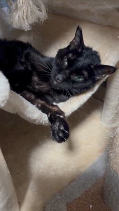 黒猫東華（とうか）も虹の橋の向こうへの記事動画