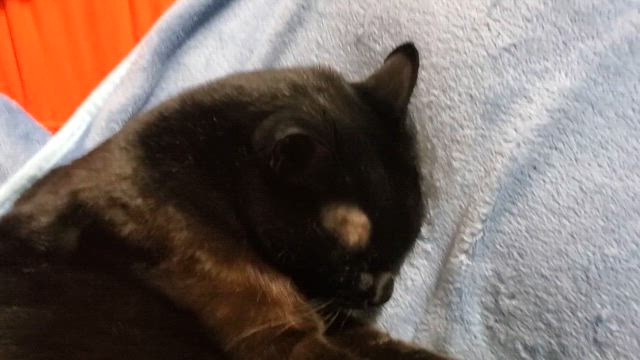 【日常】いっぱいの興奮と感動をありがとう！の記事動画