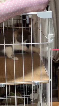 子猫1組目の記事動画
