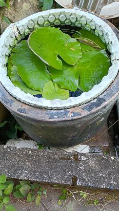 ブルーギガンティアその後の記事動画