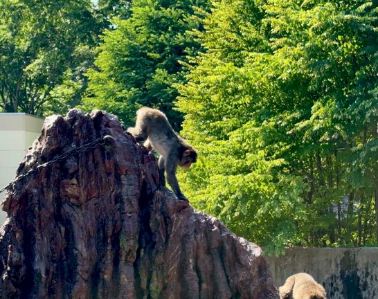 ニホンザル飼育日誌（R7.8.5）の記事動画