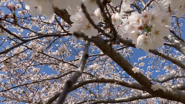 お花見！の記事動画