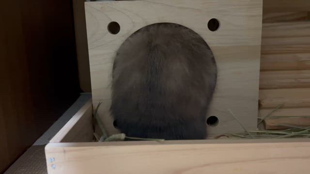 途方に暮れたけちゅ曜日の記事動画