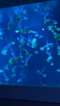 鎌倉デートの記事動画