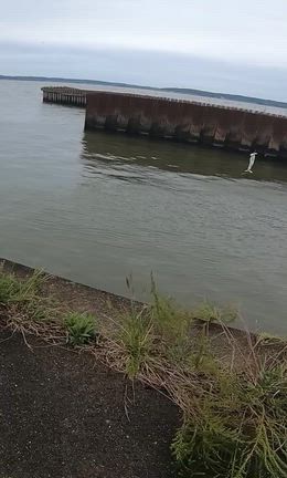 バゼルとアンクルゴビーと鬼ヴィラルRSとゼロ距離バイト!!!の記事動画