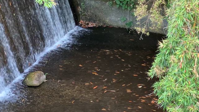 ネムノキの記事動画