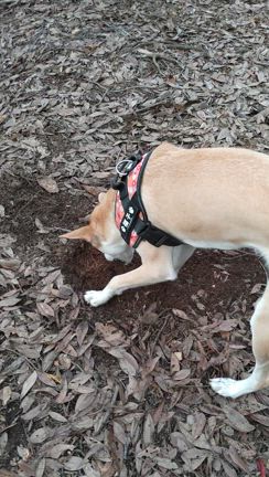 栗むしの記事動画